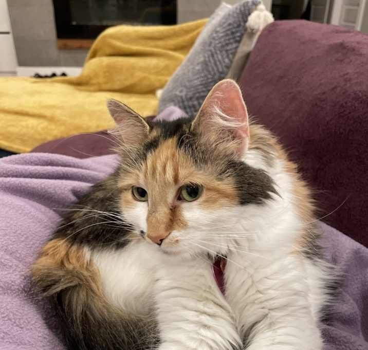 Photo of Momo