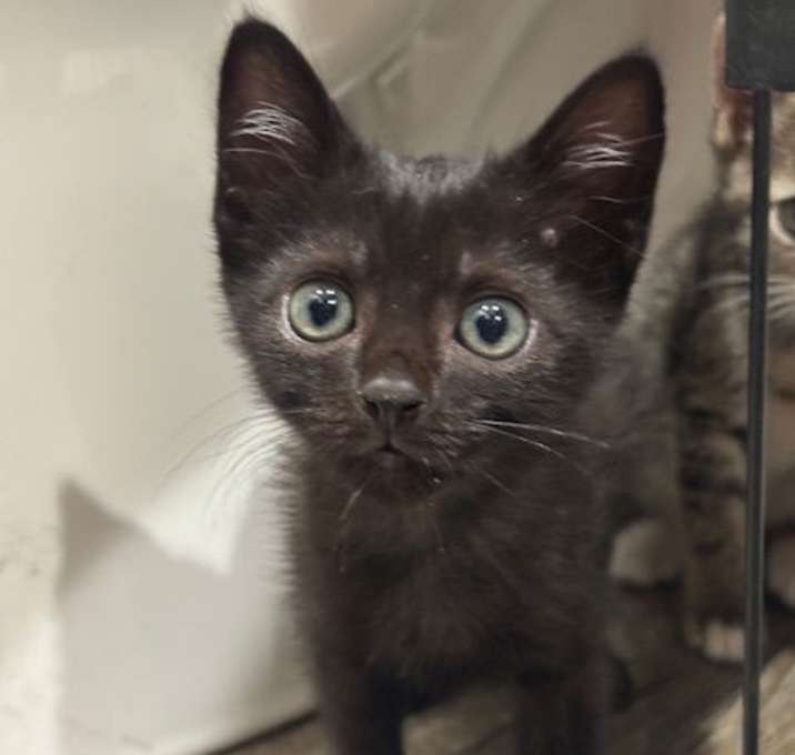 Photo of Lark