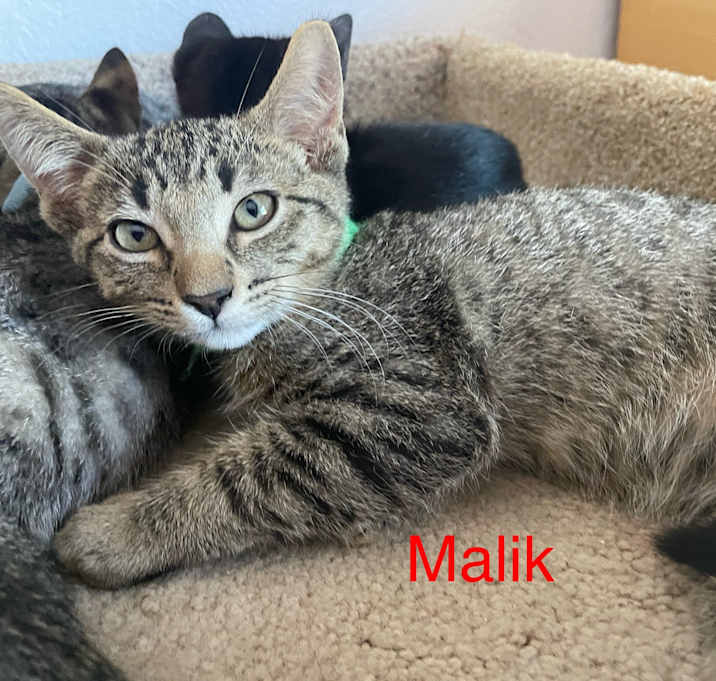 Photo of Malik