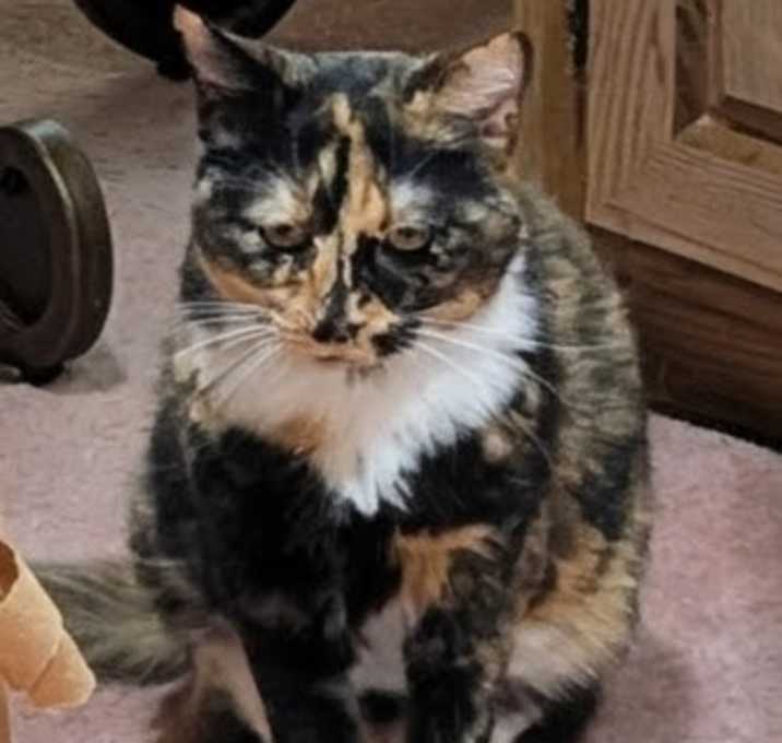 Photo of Jewels