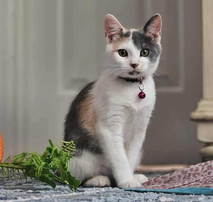 Photo of Glinda