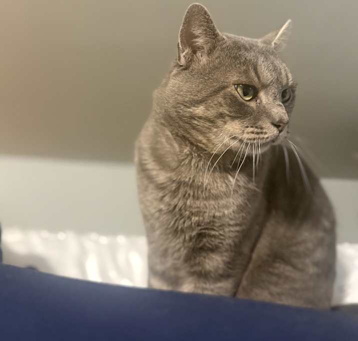 Photo of Basil