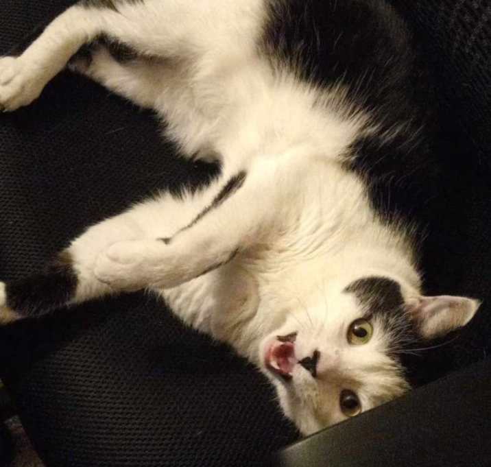 Photo of Milo