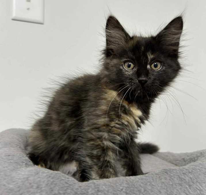 Photo of Artemis