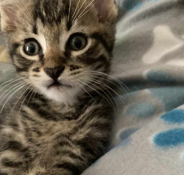 Photo of Buddy (Butters)