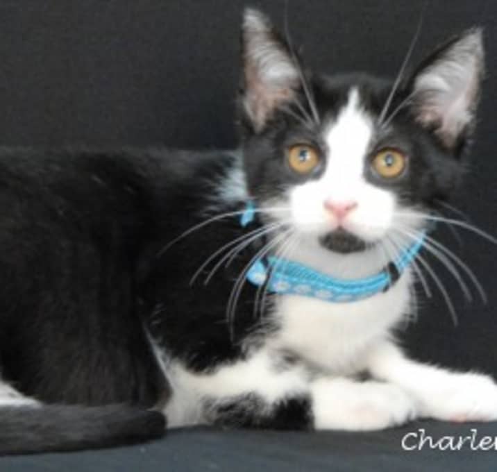 Photo of Baljeet Tjinder