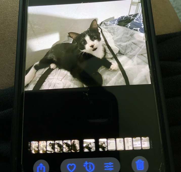 Photo of Ebony