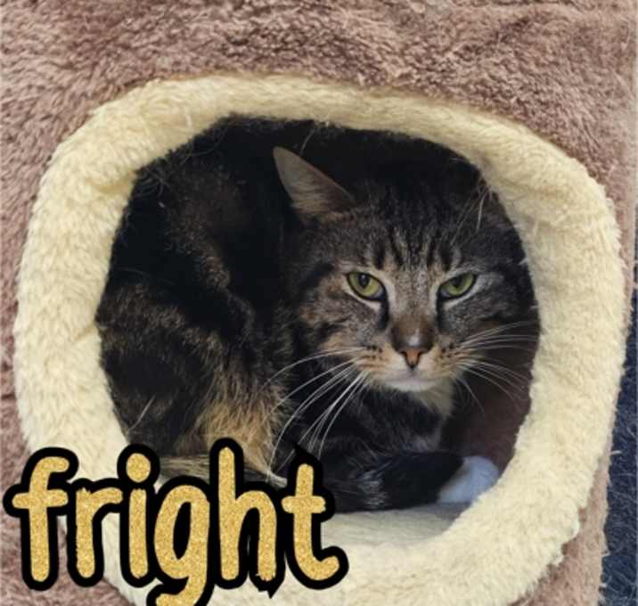 Photo of Fright