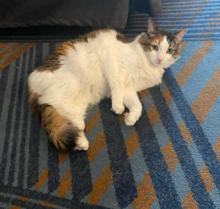 Photo of Willow