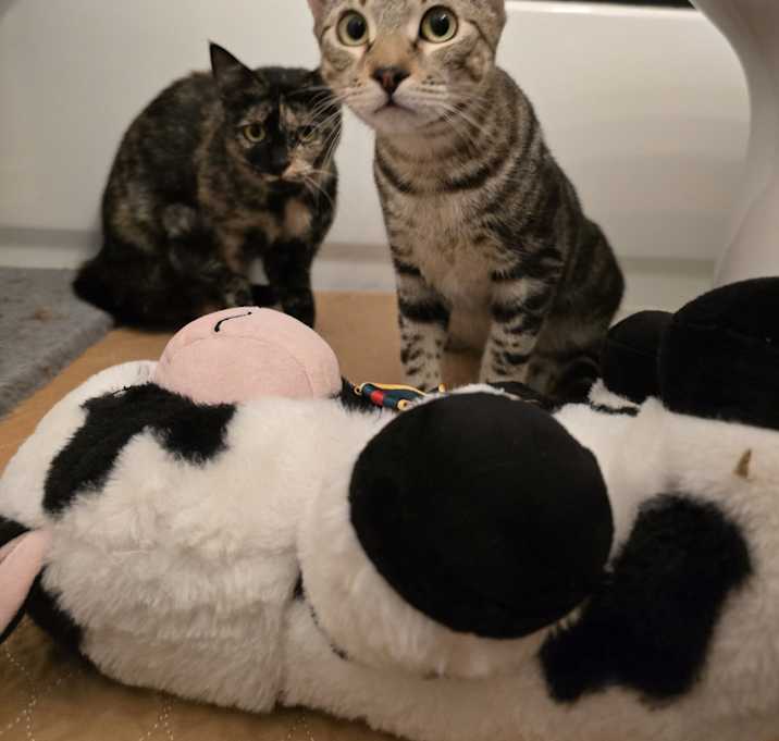 Photo of ChoCho & DouDou