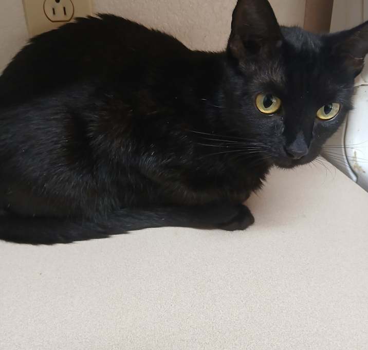 Photo of Luna