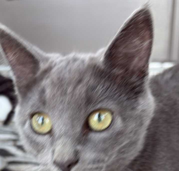 Photo of Kitten