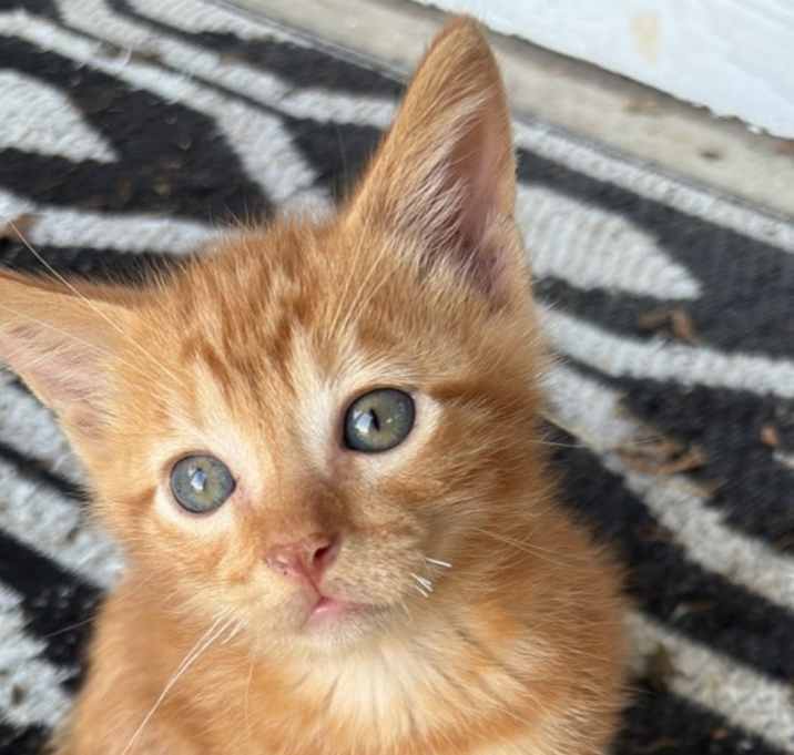 Photo of 4 kittens
