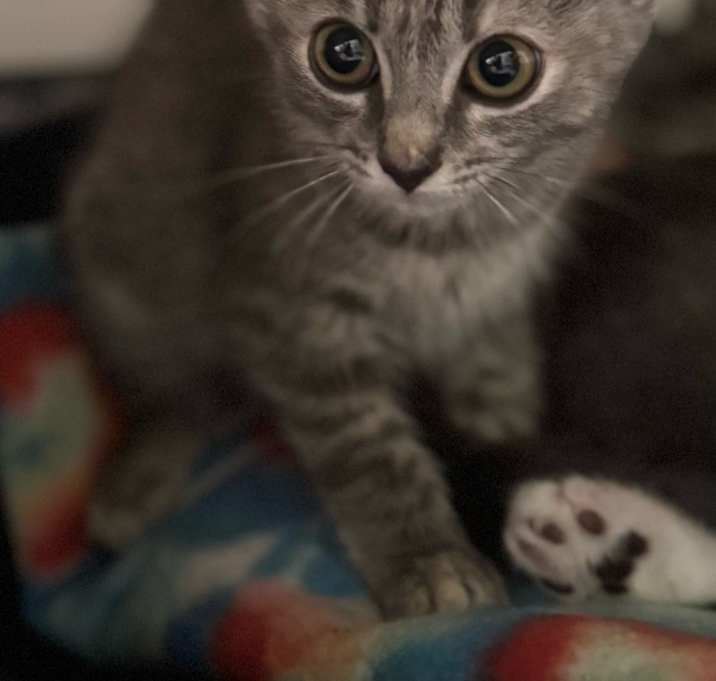 Photo of Anastasia * IN FOSTER*