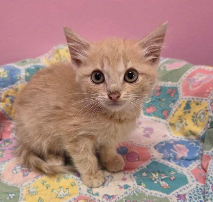 Photo of Beau * IN FOSTER*