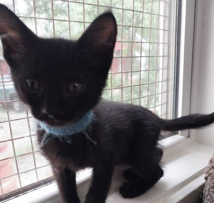 Photo of Raindance * IN FOSTER *
