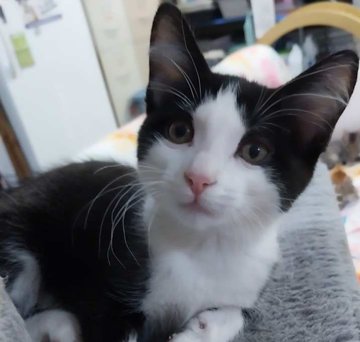 Photo of Leo * IN FOSTER *