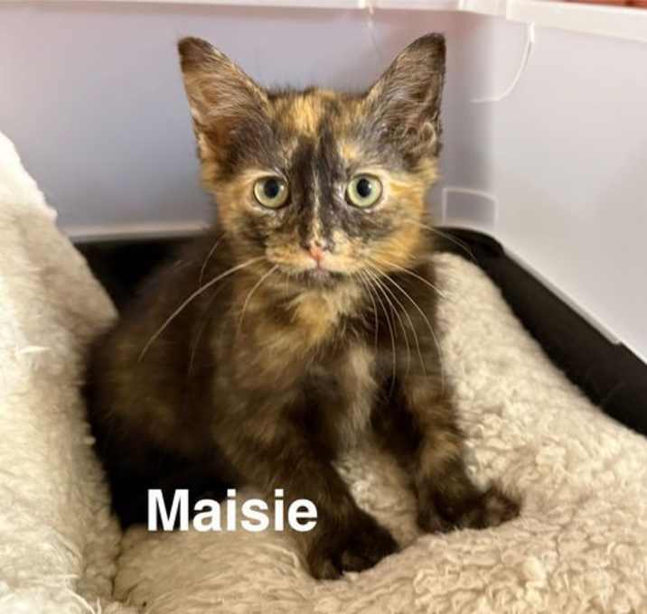 Photo of CAT - Maisie