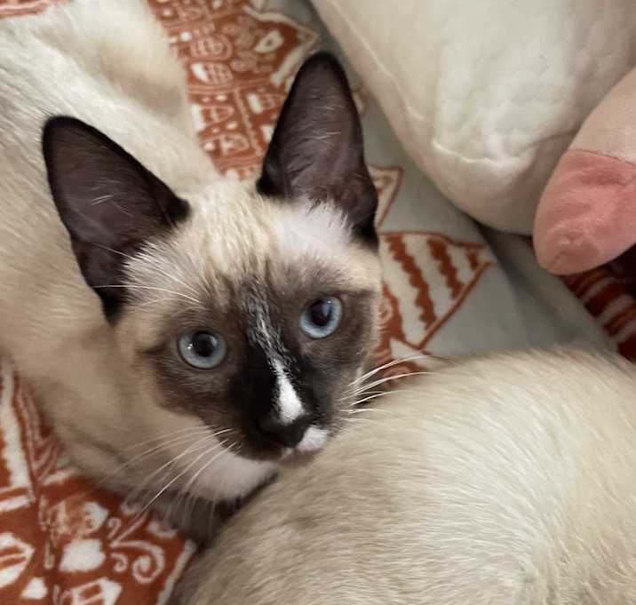 Photo of Lilo (and Stitch )