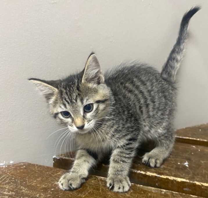 Photo of CAT - Sundae