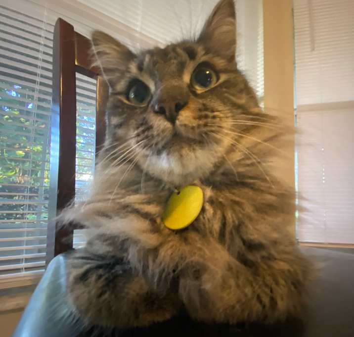 Photo of Smokey