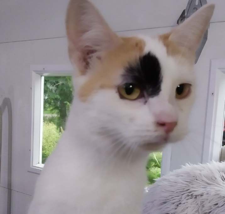 Photo of Miss July * IN FOSTER *