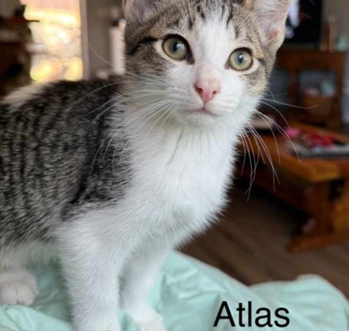 Photo of Atlas