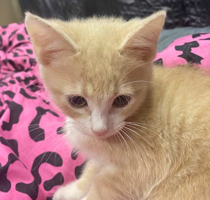 Photo of Sunkissed Hyattsville  (Reena kitten)