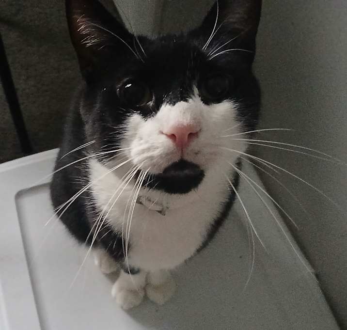 Photo of Frankie