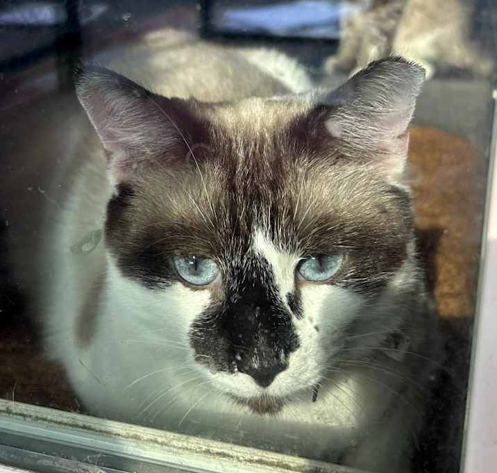 Photo of Lilly pretty Snowshoe Siamese mix