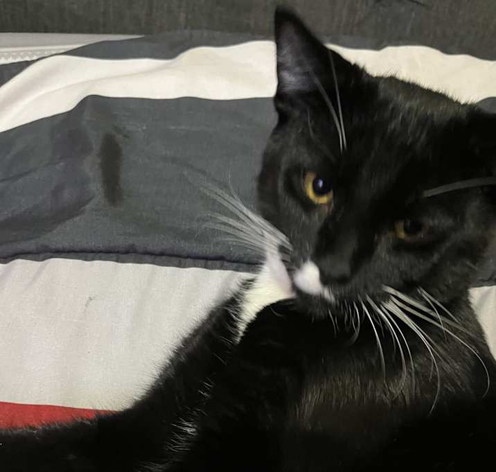 Photo of Oreo