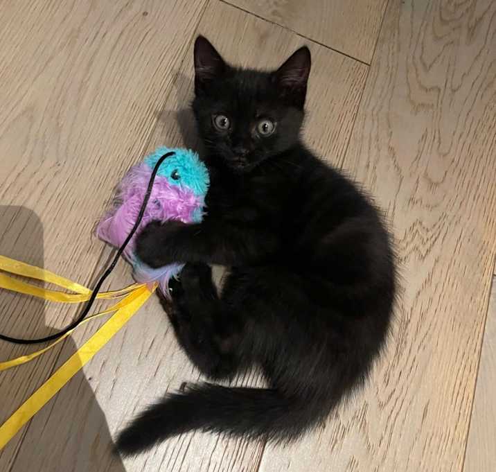 Photo of Miso