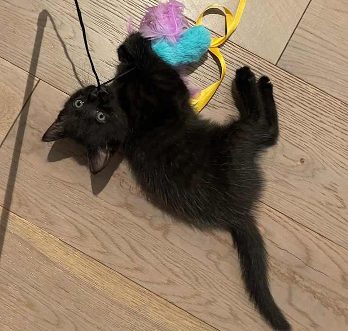 Photo of Mochi