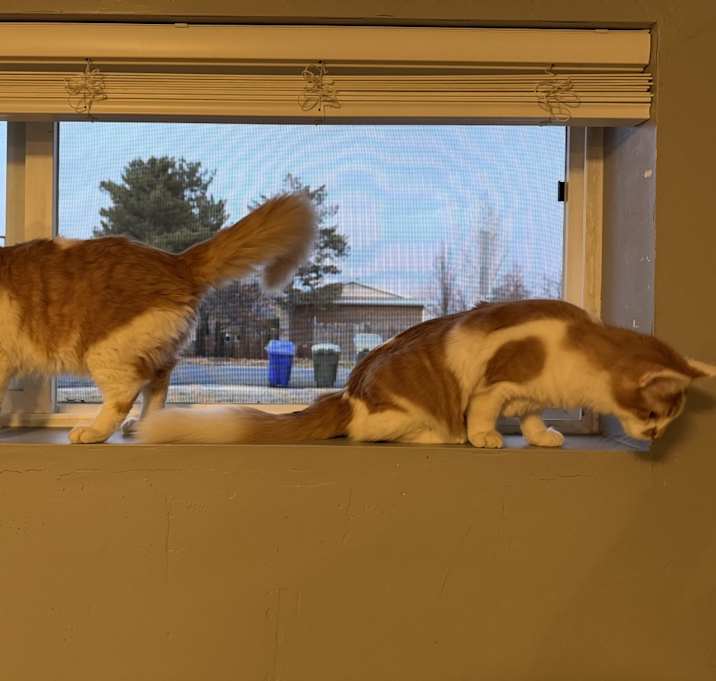 Photo of Mischief & Mayhem