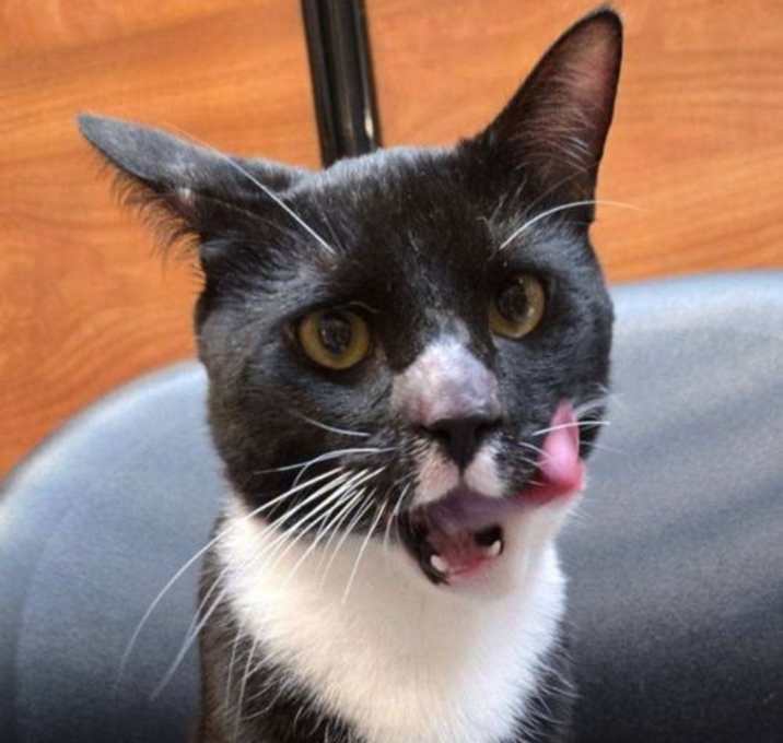 Photo of Onyx