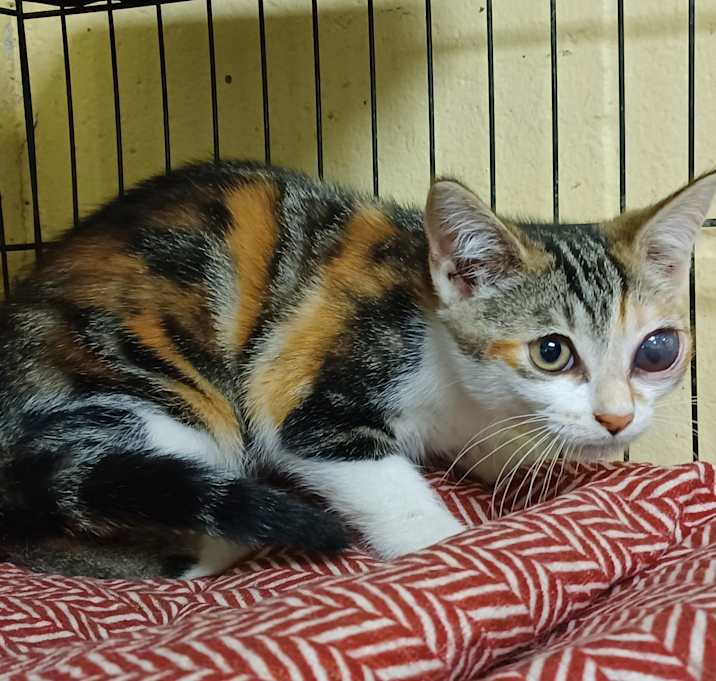 Photo of Peaches