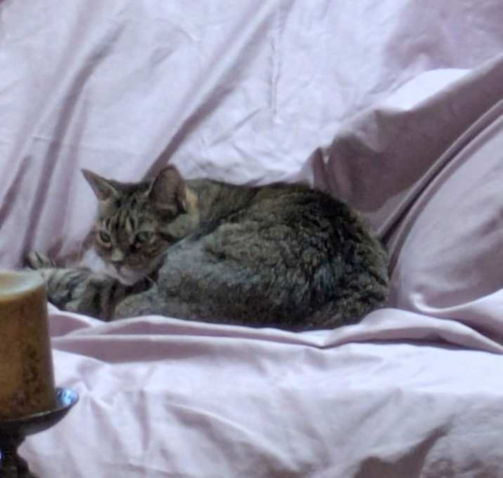 Photo of BREE