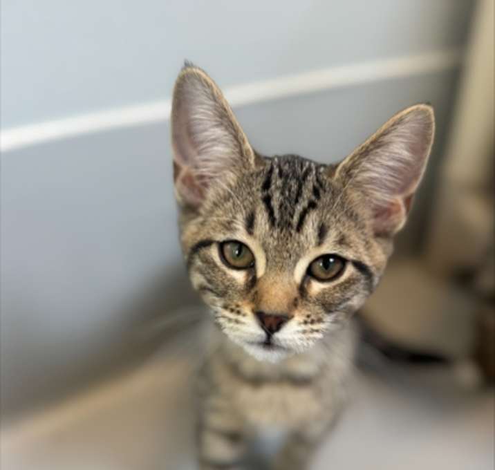 Photo of Aloha 911-25