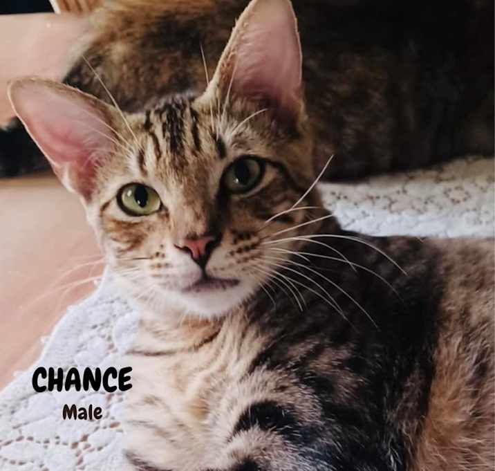 Photo of Chance