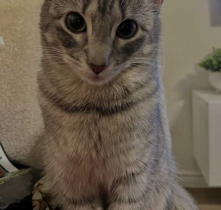 Photo of Bluebelly