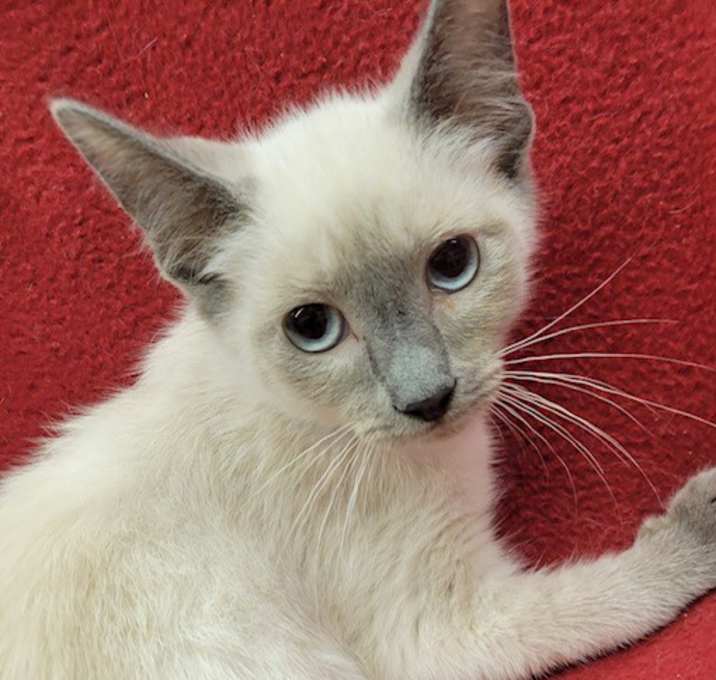 Photo of Rocket