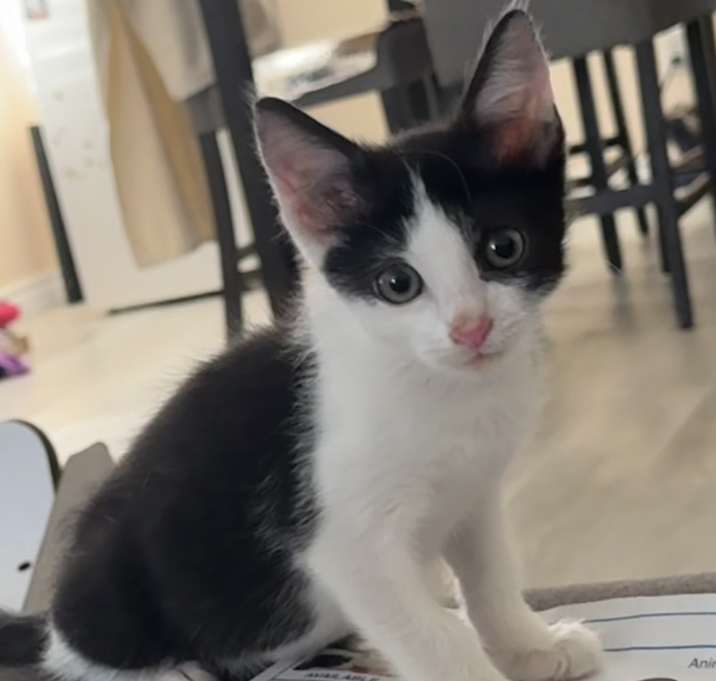 Photo of Pawcasso
