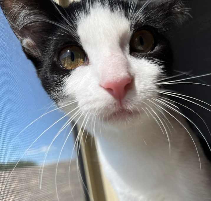Photo of Pierogi