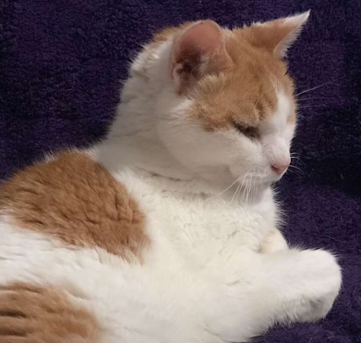 Photo of Coco
