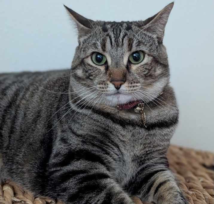 Photo of Mavis