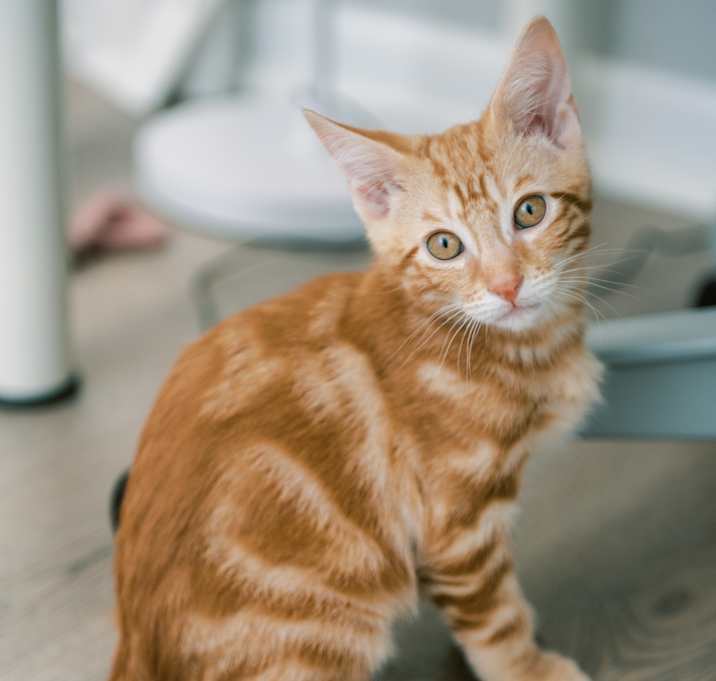 Photo of Ace
