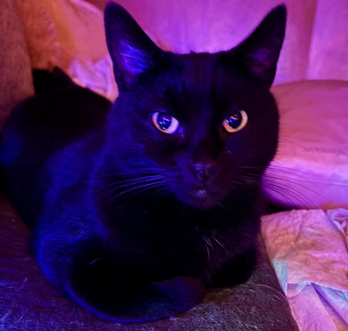 Photo of Boo