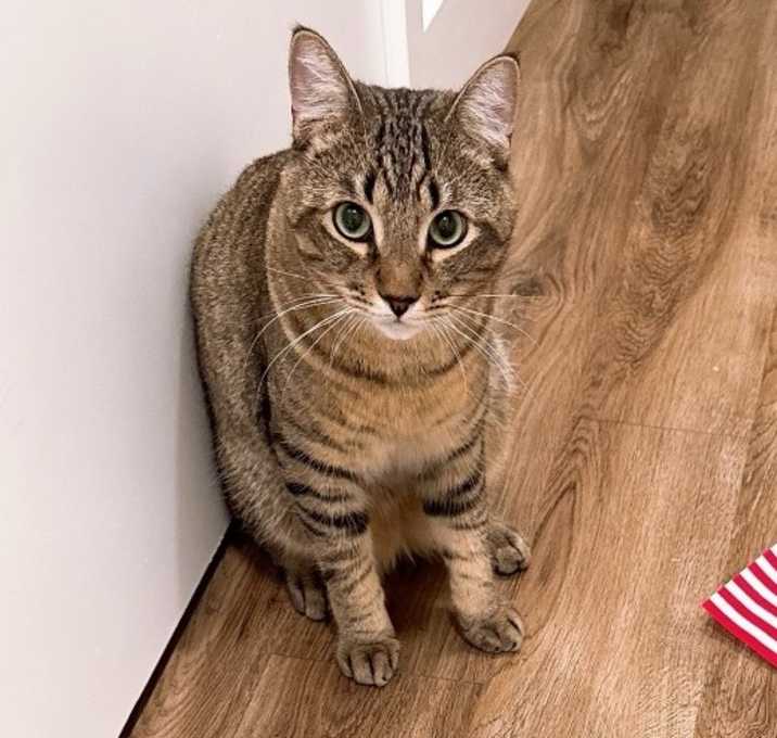 Photo of Miso