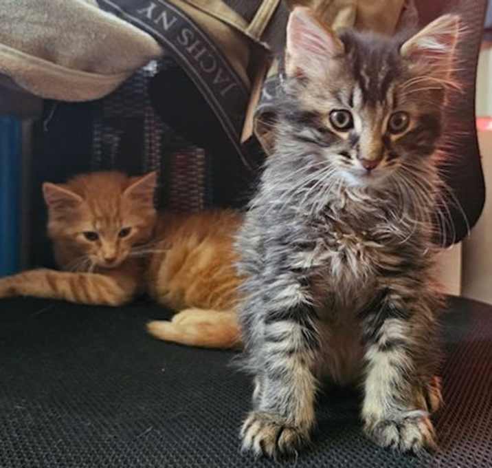 Photo of Lint and Zero bonded siblings