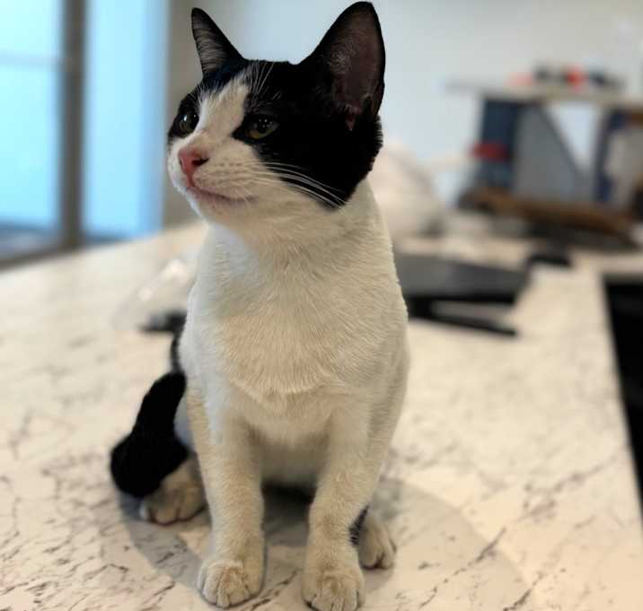 Photo of Moo